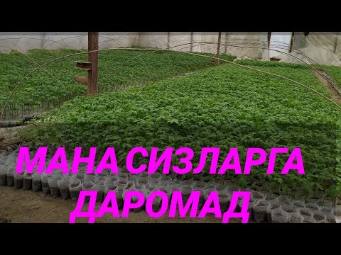 Video: Pomidor ko'chatlari: etishtirish va parvarish qilish