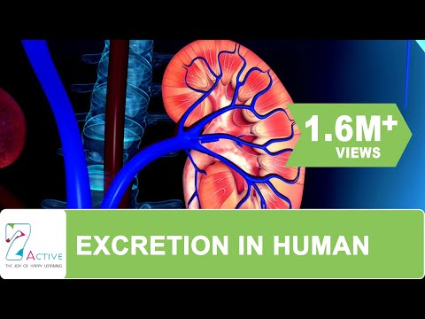 Excretion in human