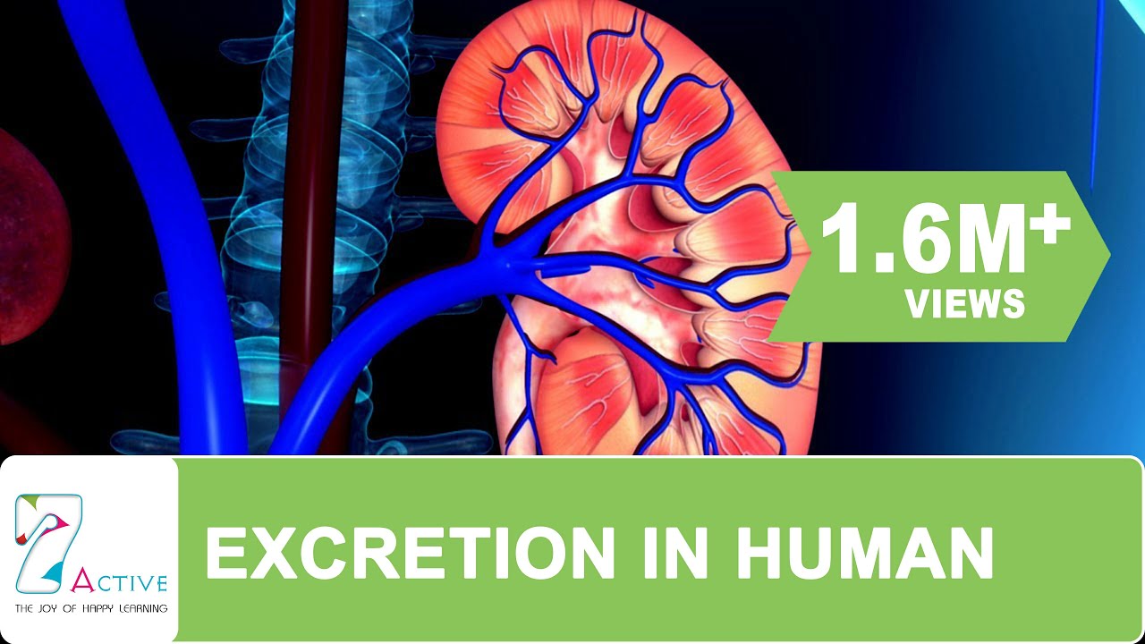 ⁣Excretion in humans 3D Animation