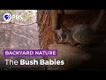 Bush Baby Tenants | Backyard Nature