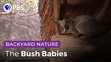 Bush Baby Tenants | Backyard Nature