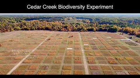 Hidden roles of biodiversity and species identity in regulating ecosystem functioning