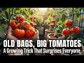 Old Bags Big Tomatoes A Tomato Growing Trick That Will Surprise Everyone