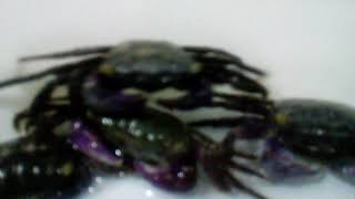 Purple Front Crab