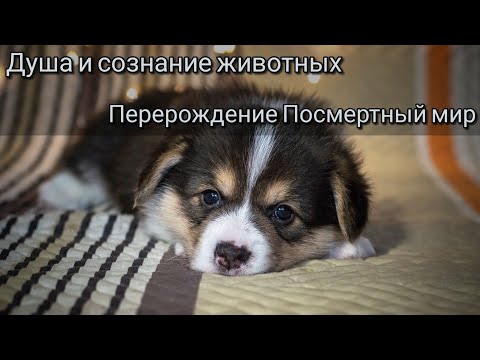 Души животных. Сознание животных. Посмертный мир. Перерождение.