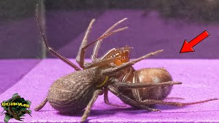 VENOMOUS HUNTERS: False WIDOW And CRAB Spider In An EPIC Encounter