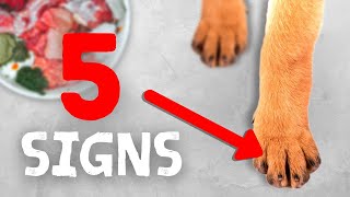 5 Signs Your Pet Might Have A Nutrient Deficiency