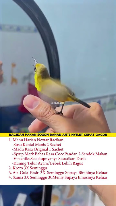 Formulation SOGOK ONTONG Anti-Razor #bribe #bribekontongjuara #sogokontongcacor #sogon #sogonngobra