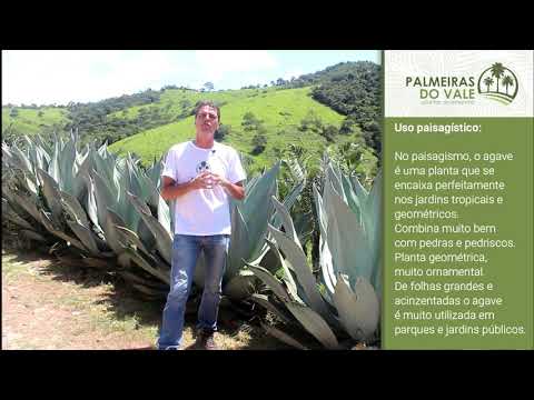 Vídeo: Quem é agave azul?