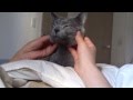 【激カワ】マッサージにご満悦なネコ。 ロシアンブルー
