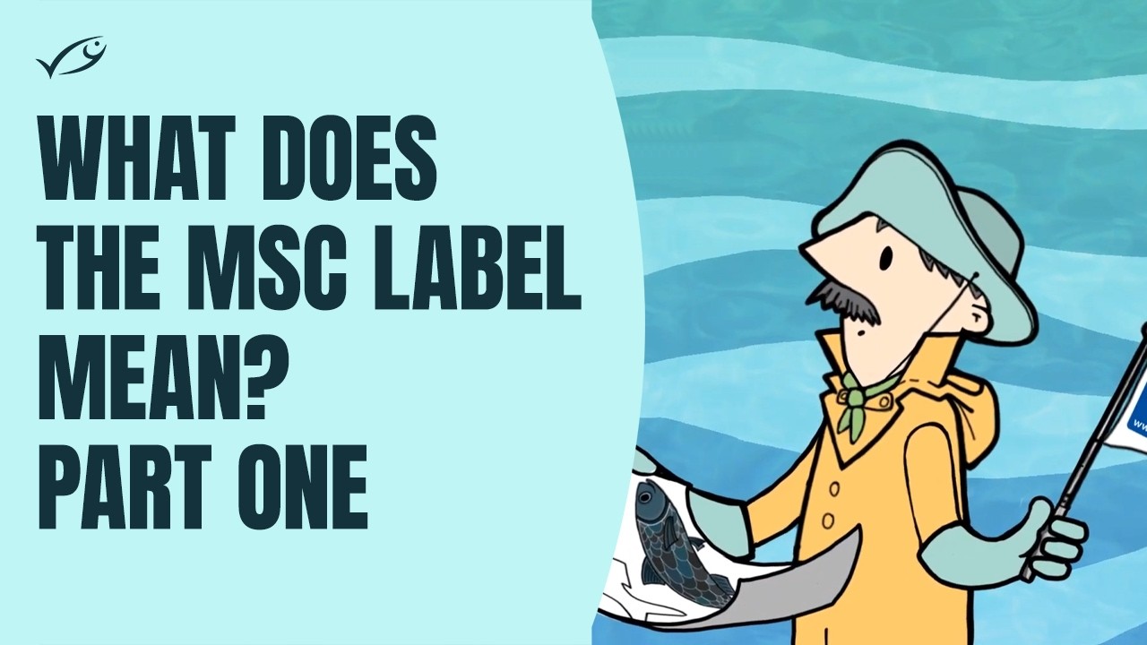 What Does The MSC Label Mean 1 Sustainable Fish Stocks YouTube
