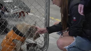 Volunteers rally to help Yellowstone Valley Animal Shelter move into new home
