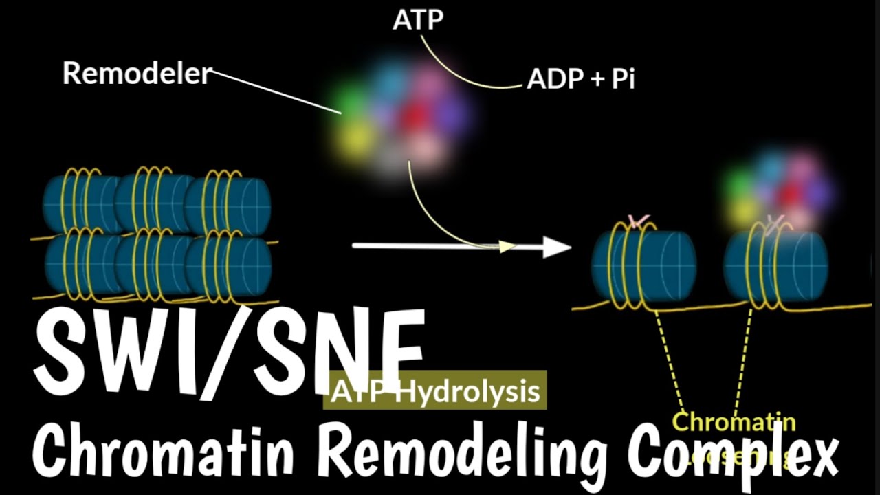 SWI/SNF Chromatin Remodeling Complex | Nucleosome Remodeling Complex ...