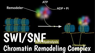 SWI/SNF Chromatin Remodeling Complex | Nucleosome Remodeling Complex |