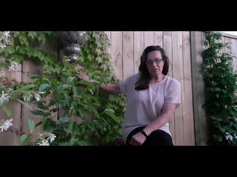 Video: Plant Boston Ivy Seeds - Oes Boston Ivy Seeds vir groei