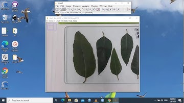 Measure leaf area using ImageJ