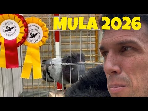 MULA 2026, No estamos de PALOMEO presencialmente pero si tenemos nuestros animales representadonos