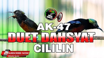 MASTERAN KONIN PALING DAHSYAT !! FULL ISIAN CILILIN VERSUS CIBLEK BREN AK47 TERBAIK PANJANG JERNIH