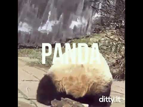 Panda Ditty Song