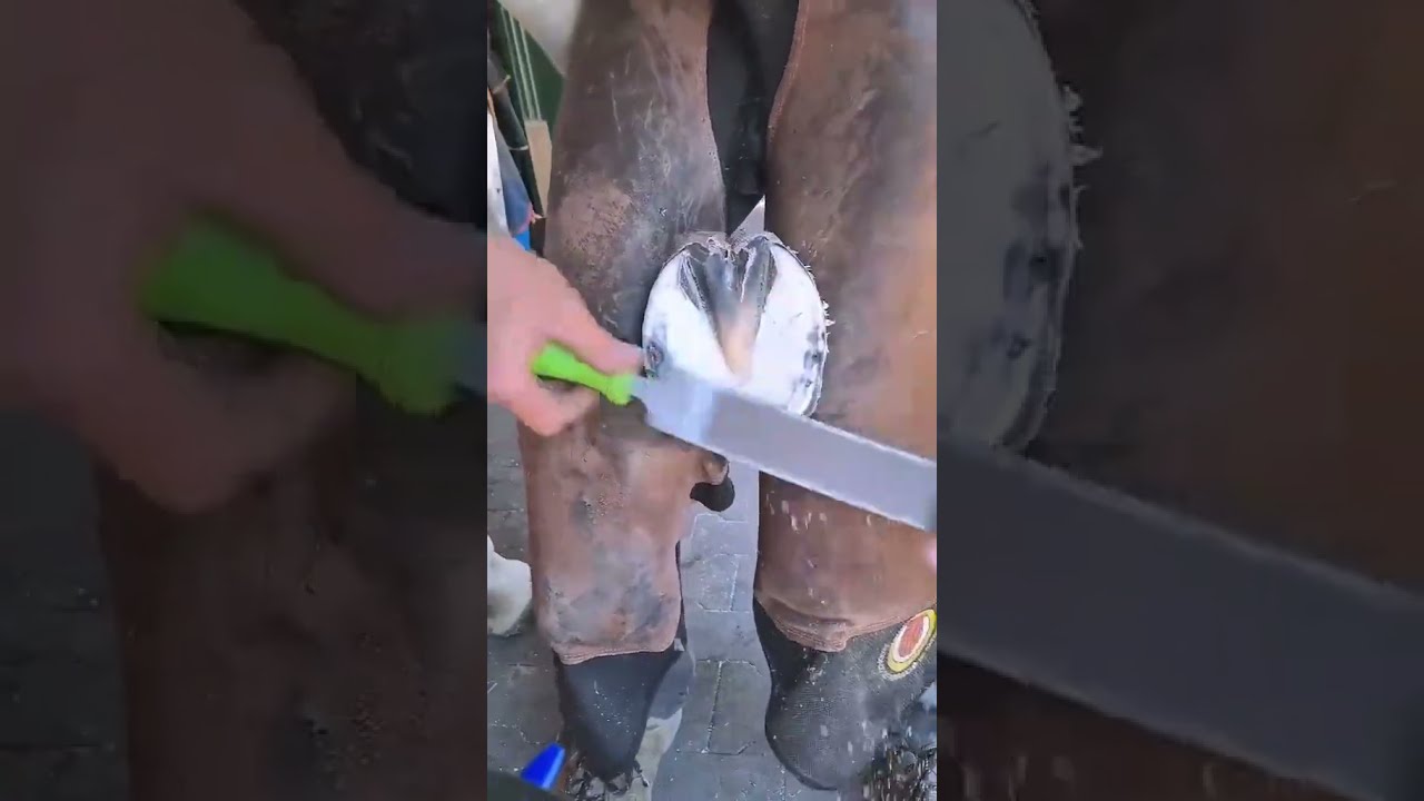 So Pitiful 🥺 | Satisfying Farrier ASMR Hoof Care! 