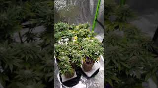 nukeheads, ilgm, photos, autos, leaf issues