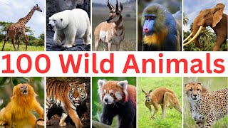 100 Wild Animals  |  Learn Wild Animals Name in English