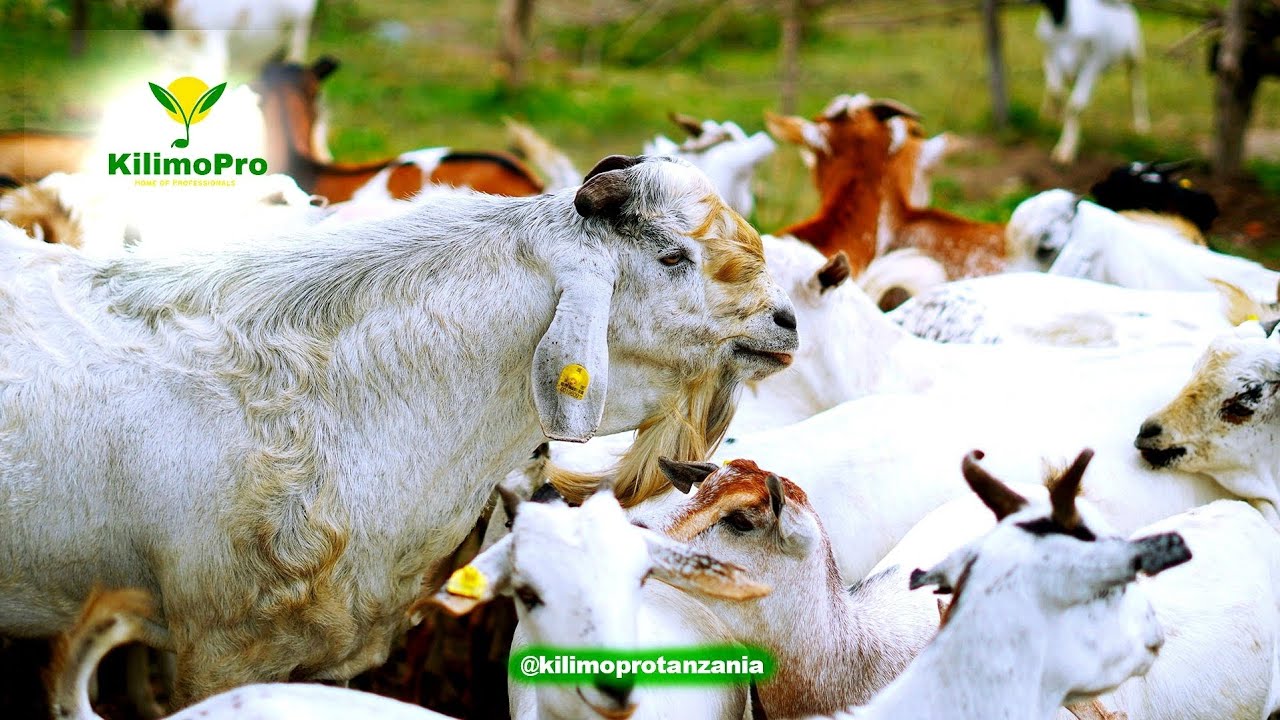 UFUGAJI MBUZI, UZAO MAPACHA 2 HADI 3, MBEGU BORA KIBIASHARA, UZOEFU WA MFUGAJI, KUZAA MARA 3