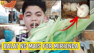 Rabbit farming | BALAT NG MAIS FOR MIRIENDA