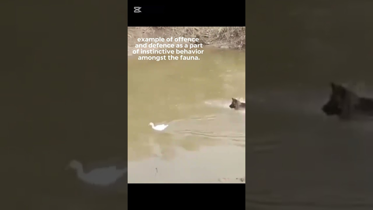 an interesting visual example of instinctive behavior.