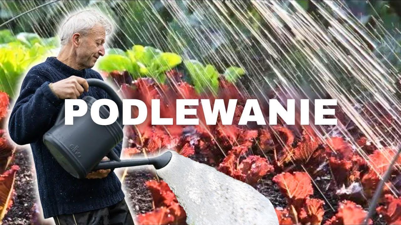 Opanuj Sztukę Podlewania: Proste Porady Dla Zdrowych Roślin