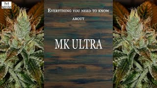 MK Ultra | Best Buds Strain Spotlight