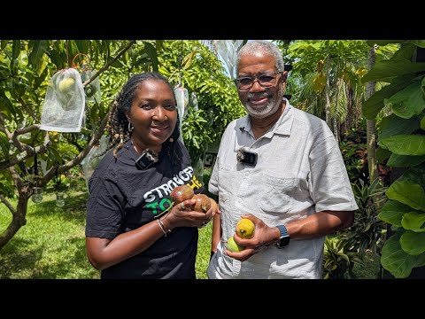 Beautiful South Florida Tropical Exotic fruit and flower garden tour