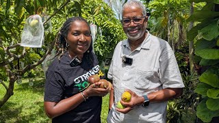 Beautiful South Florida Tropical Exotic fruit and flower garden tour