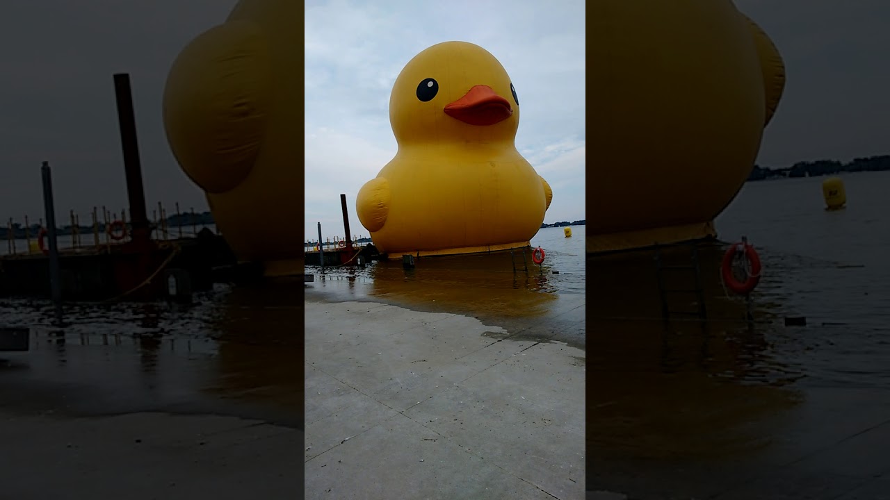The yellow duck YouTube