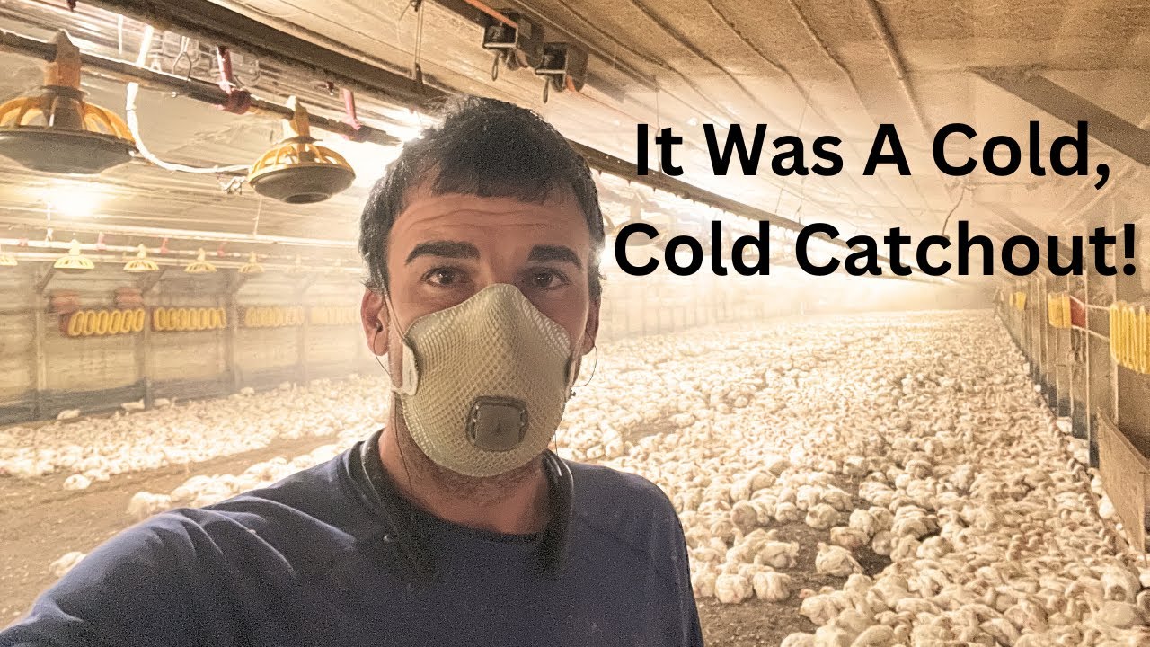 It Was A Cold, Cold Catchout!