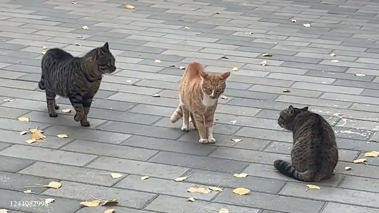 На Камеру Попало Такое, Что Никто Не Ожидал Увидеть! Случаи С Животными Снятые На Камеру