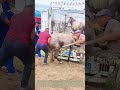 Force Loading: Crew Fails To Push Stubborn Horse Into Livestock Trailer