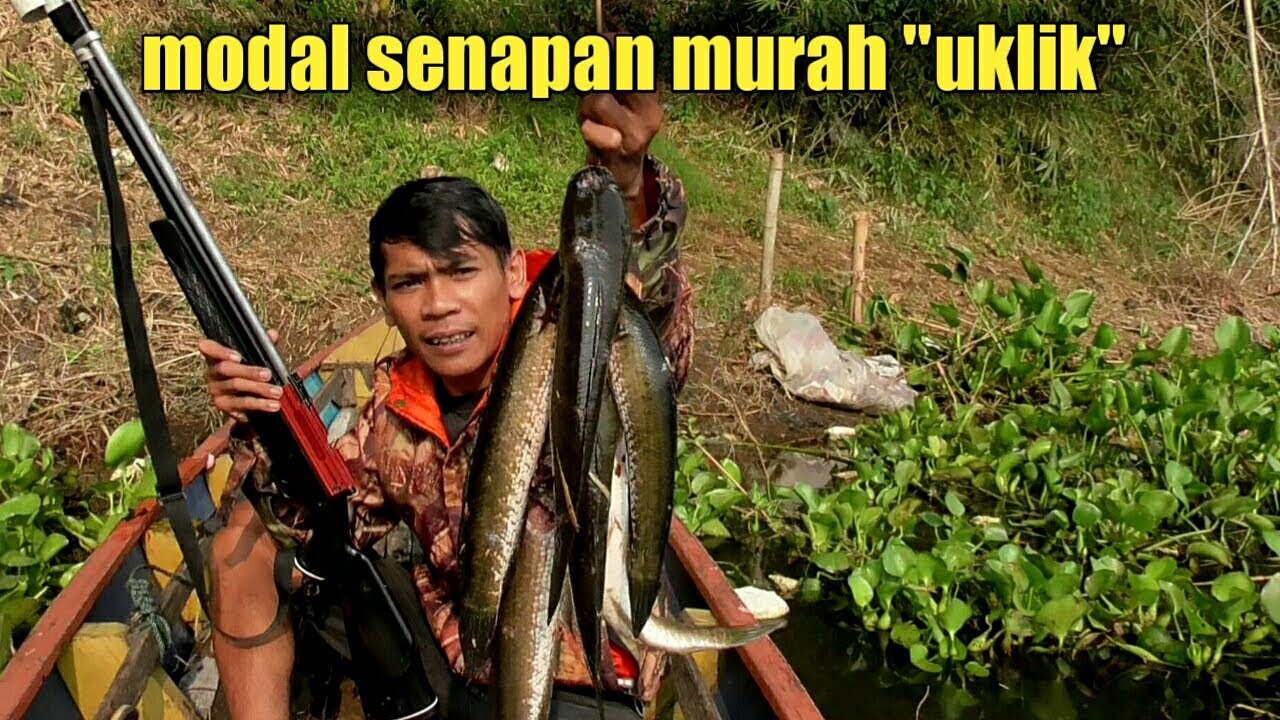 Nembak ikan gabus pake senapan angin murah, dapat ikan gabus gede"