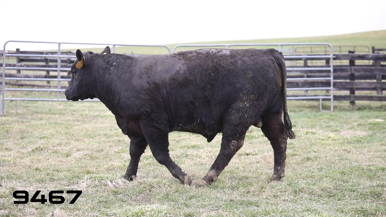 CSF Cattle Co. Spring 2021 Bull Sale :: 9467