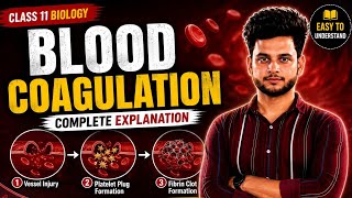 Blood Coagulation (Blood Clotting) | Quick Revision | Class 11 Biology
