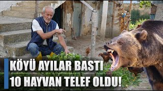 Bayburtta Ayılar Kümes Bastı \