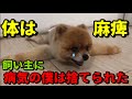 僕は置き去りにされた...病気で身体が麻痺、残酷な飼い主に捨てられ保護されたポメラニアンとの再会
