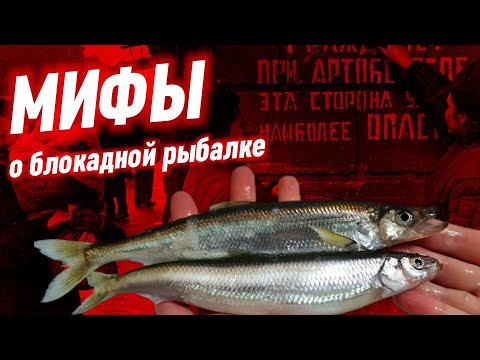 Почему В Блокадном Ленинграде Не Ловили Рыбу