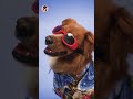 Funky Dog with Cutom Dress #shorts