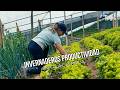 Invernaderos productividad agrícola en familia - TvAgro por Juan Gonzalo Angel