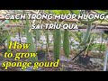 Cách trồng cây mướp sai quả / how to grow sponge gourd