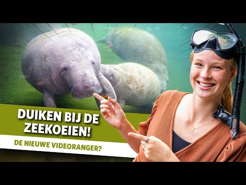 Duikers bij de Mangrove | Videoranger
