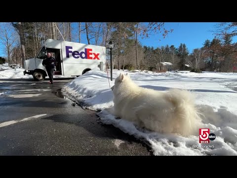 New Hampshire FedEx driver finds joy on his route—thanks to a Samoyed named Winter