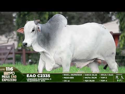 LOTE 116