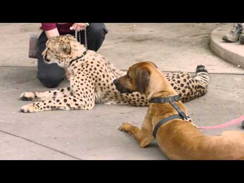 Thumbnail for Cheetah Run with Ruuxa @ San Diego Zoo Safari Park